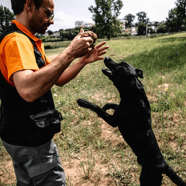 Dog Day Care Activities