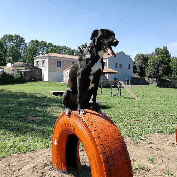 Parque canino do Pet Hotel Gaia